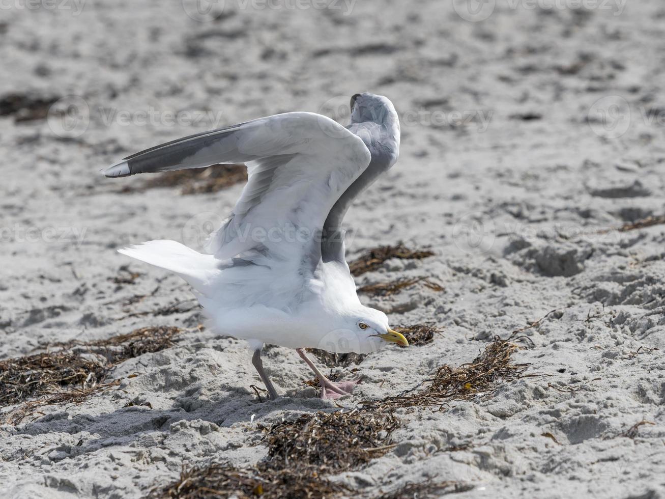 Gaviota argéntea vuela sobre la playa de arena del mar Báltico con olas foto