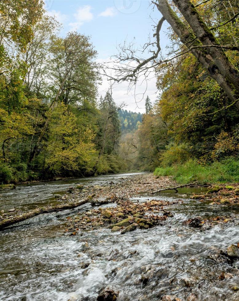 German mountain stream flowing through the forest photo