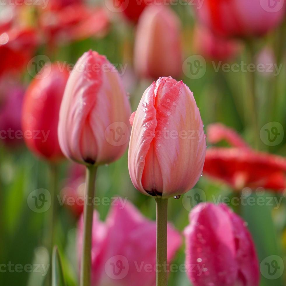 Hermosos tulipanes rojos rosados en el jardín en primavera foto