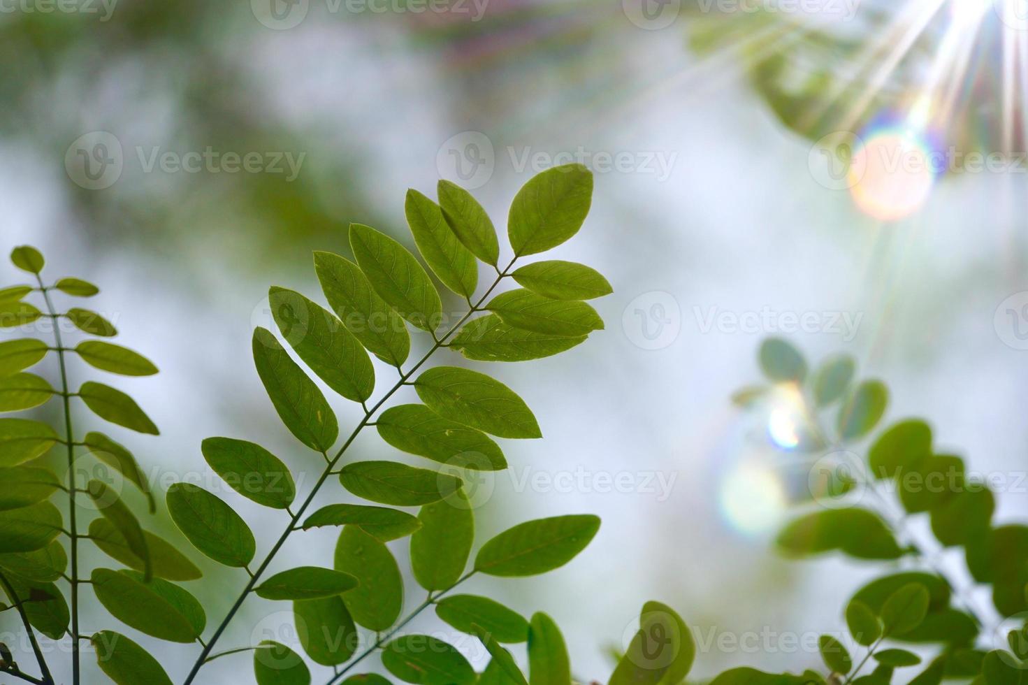 green tree leaves in spring season green background photo