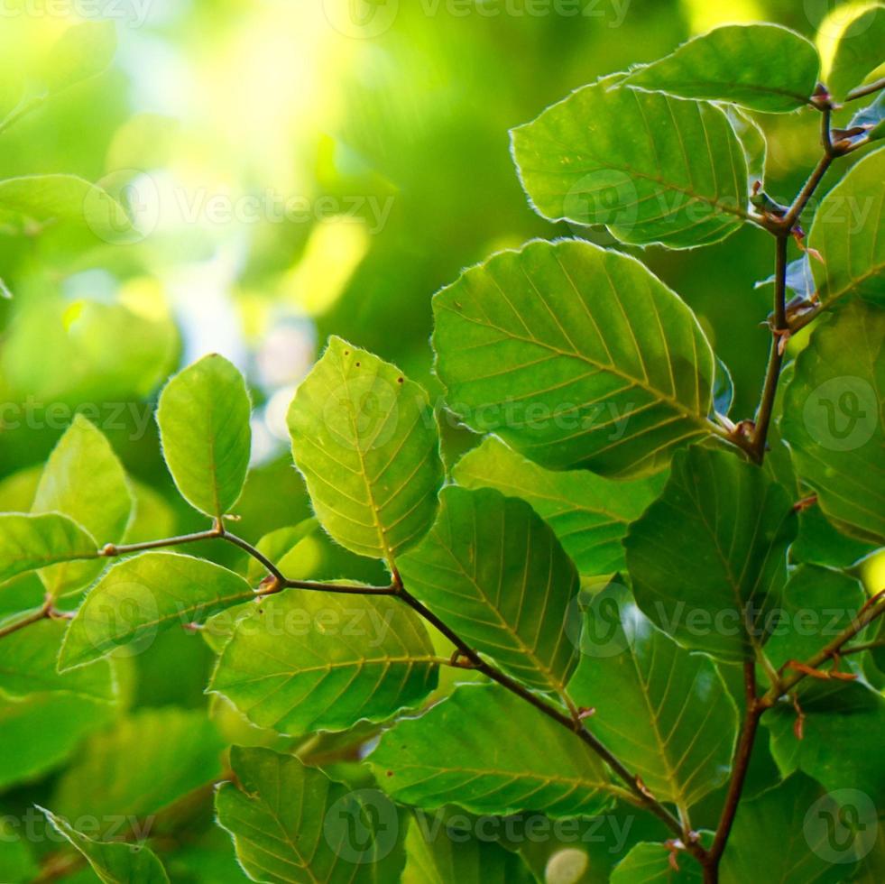 hojas de los árboles verdes en la temporada de primavera fondo verde foto