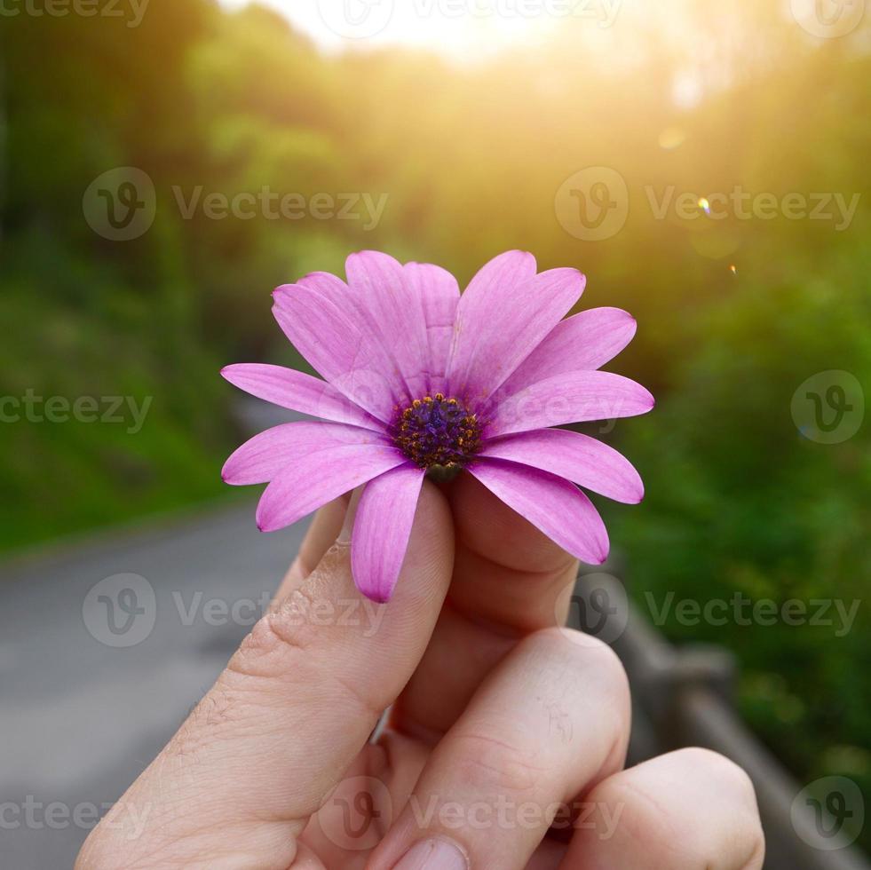 mano con una hermosa flor rosa en la temporada de primavera foto