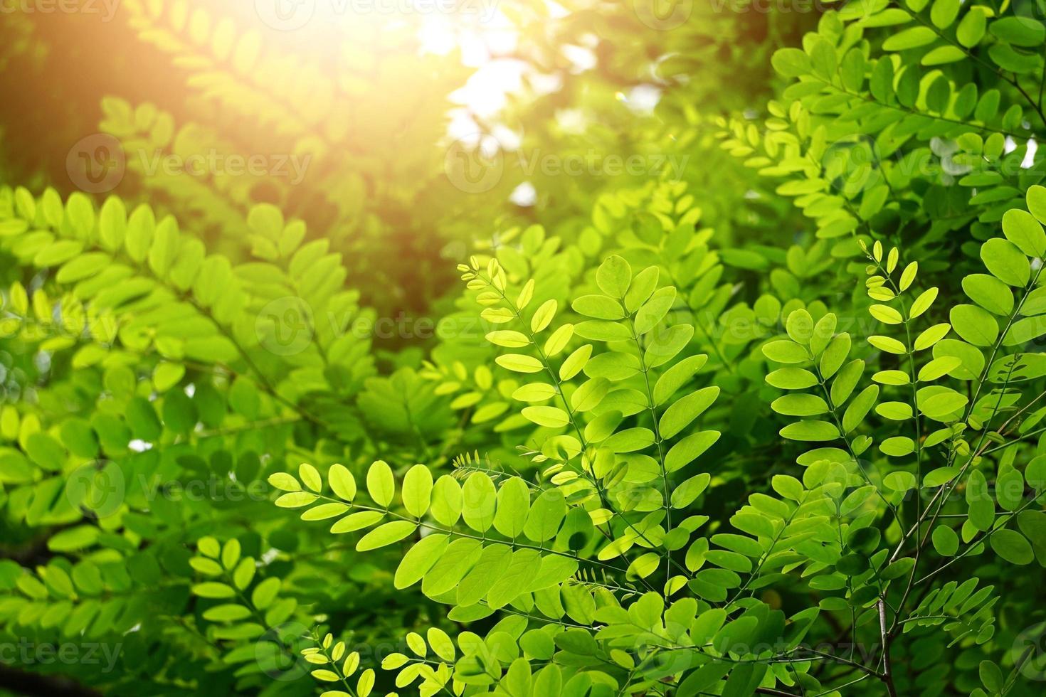 hojas de los árboles verdes en la temporada de primavera fondo verde foto