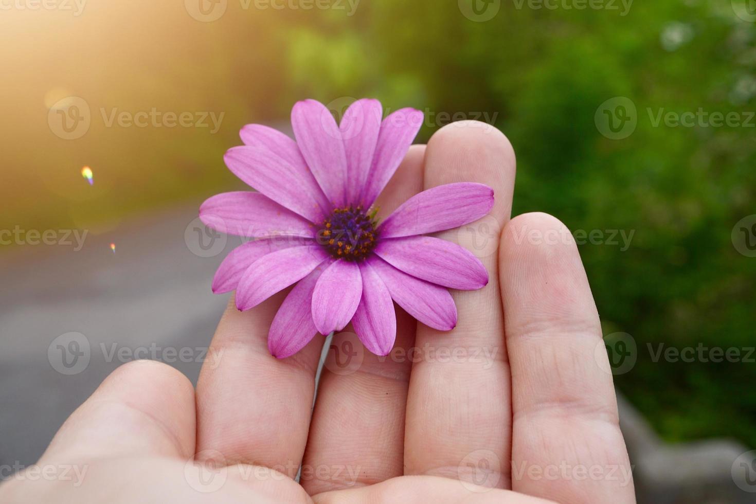 hand with a beautiful pink flower in spring season photo