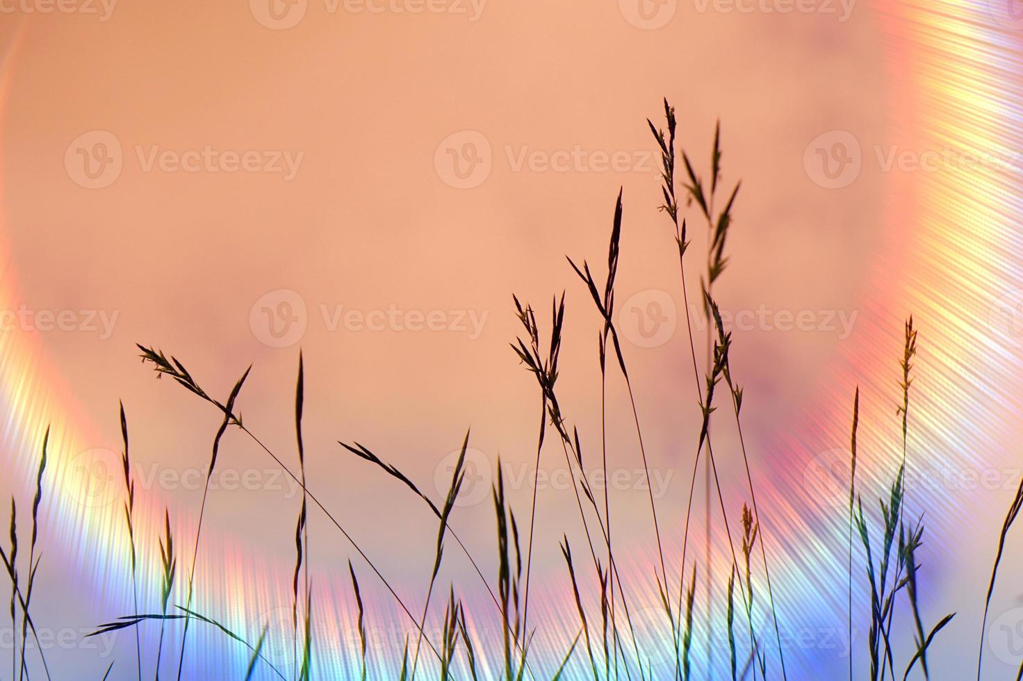 flower plant silhouette and sunlight in springtime photo