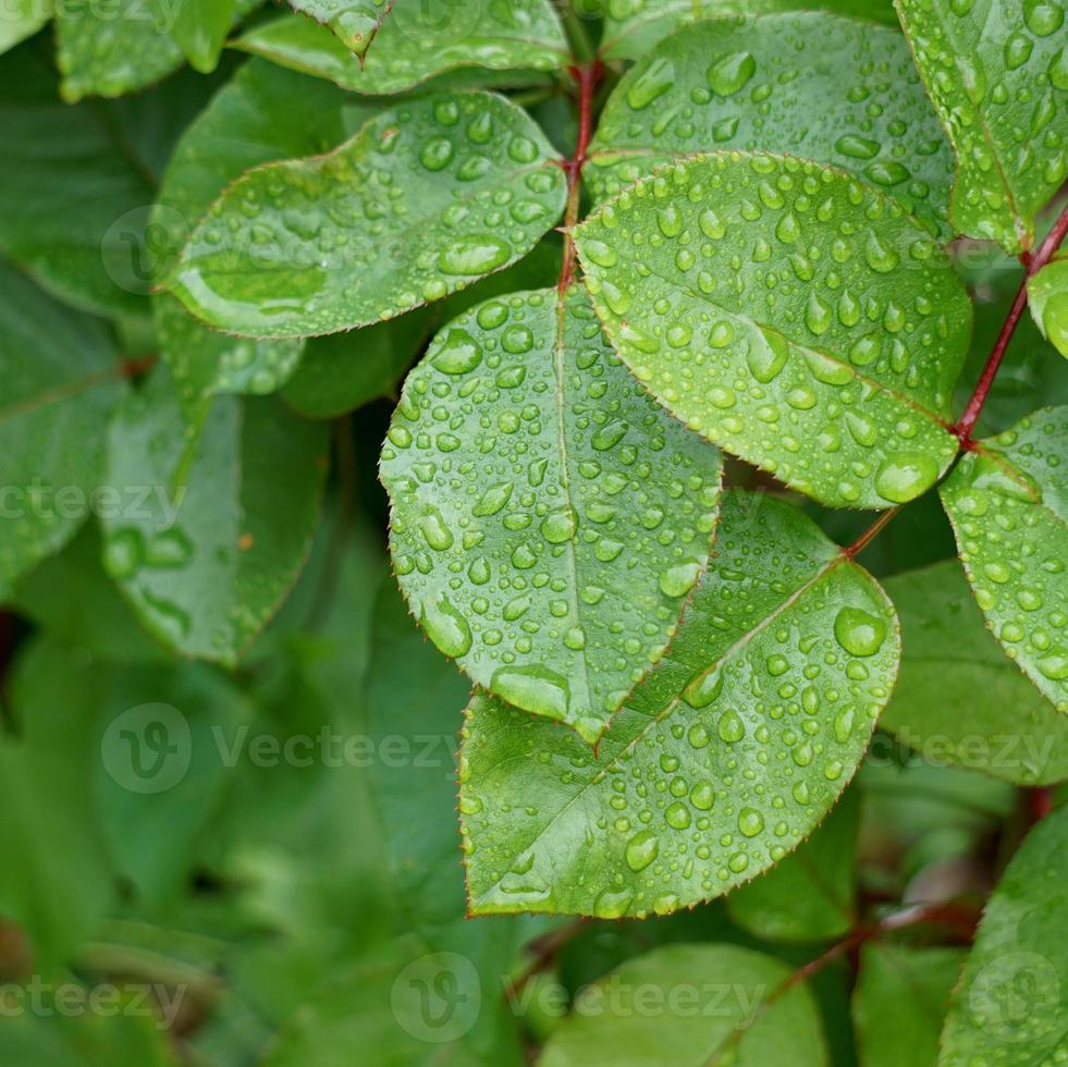 raindrops on the green plant leaves in rainy days photo