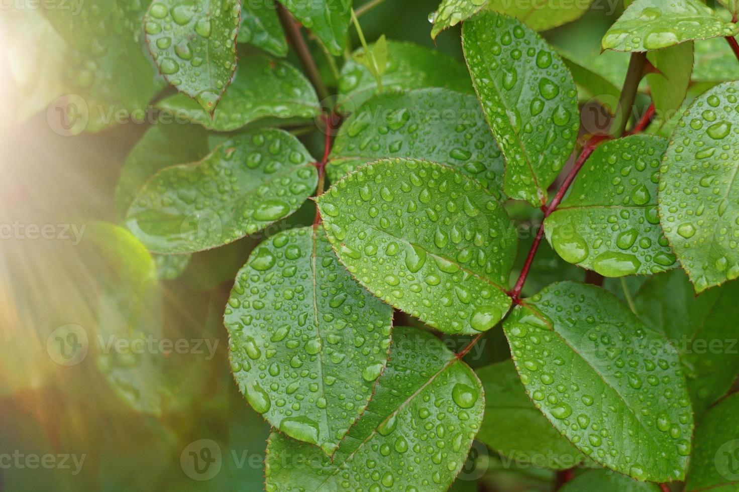 raindrops on the green plant leaves in rainy days photo