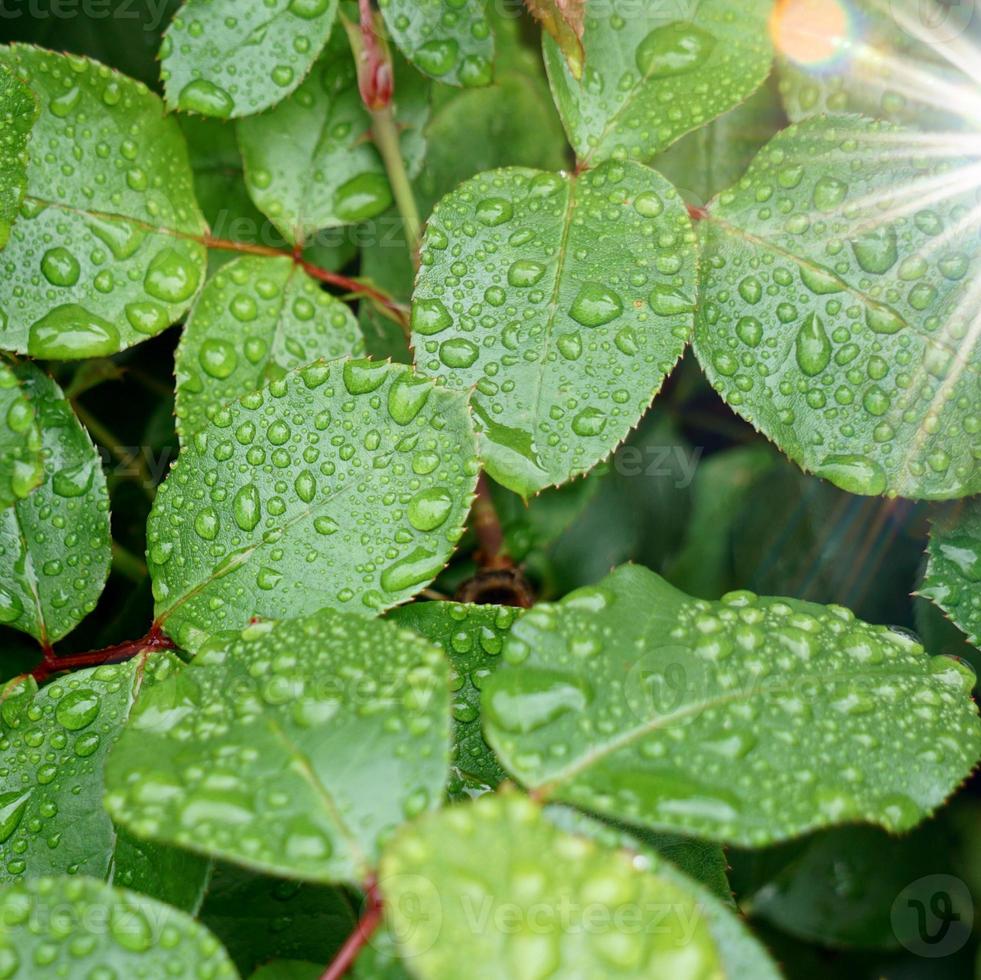 raindrops on the green plant leaves in rainy days photo