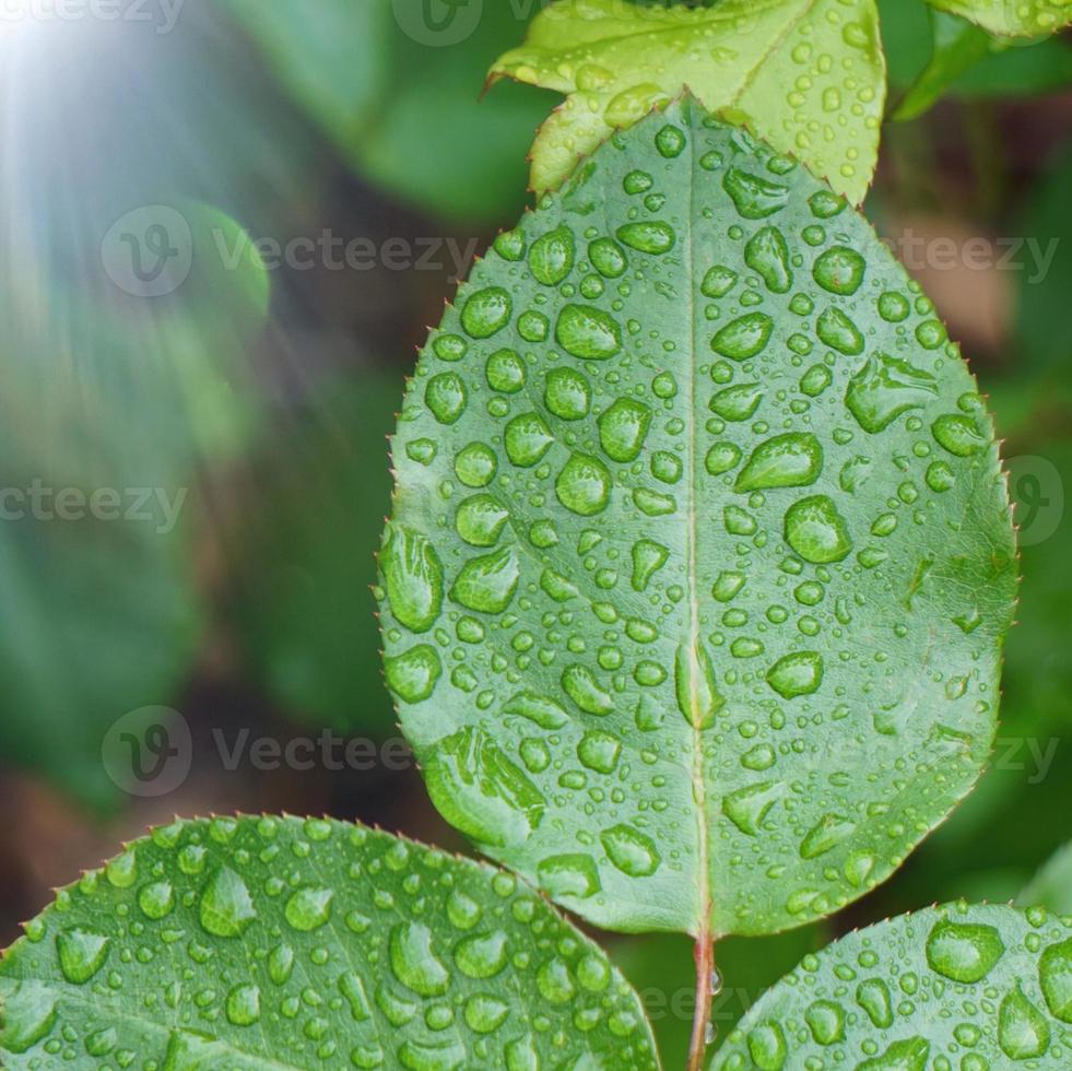 gotas de lluvia sobre las hojas de las plantas verdes en días lluviosos foto