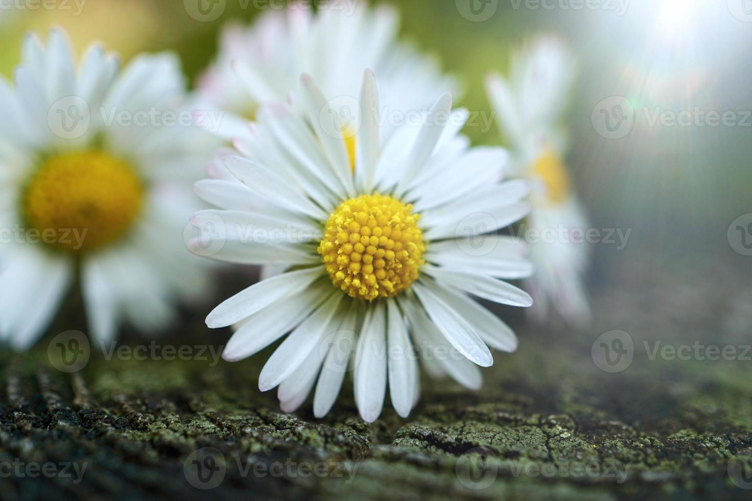 Hermosa flor de margarita blanca en el jardín en primavera foto