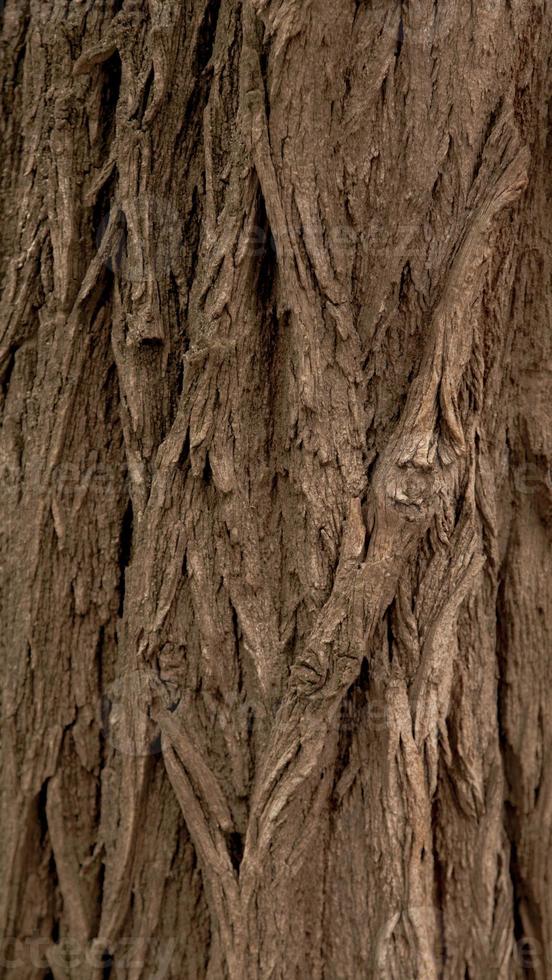 vertical relief texture background of the brown bark of a tree photo