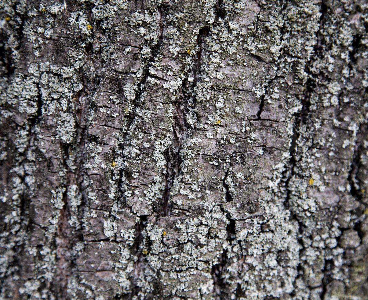 Fondo de textura de la corteza marrón de un árbol foto