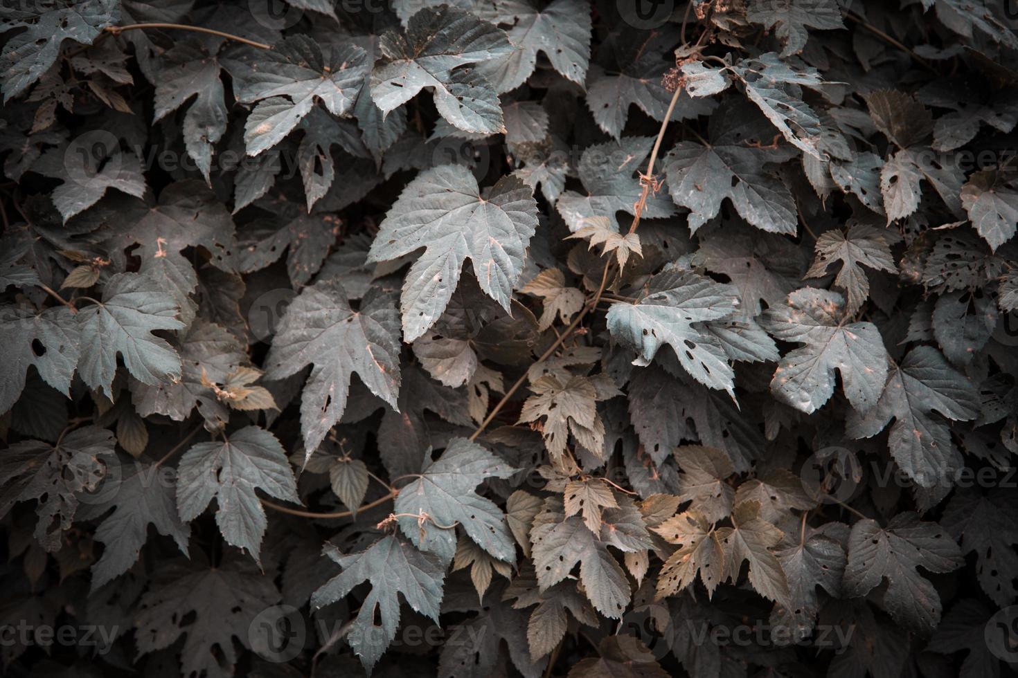 fondo de textura de hojas verdes foto