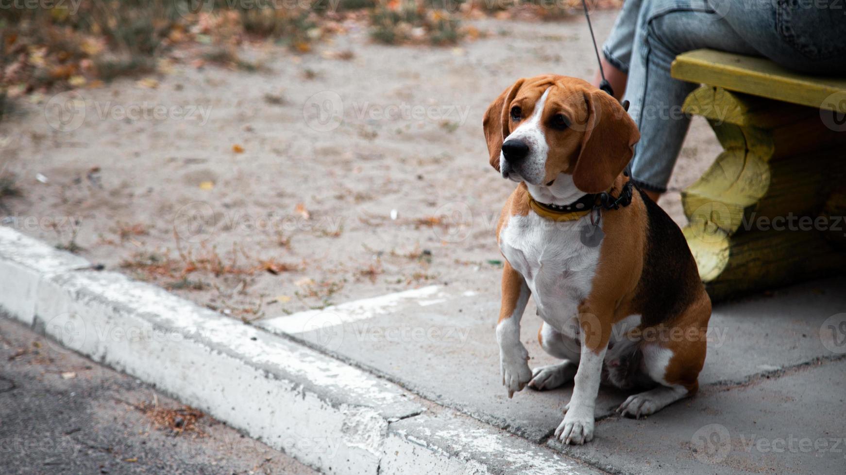 A person walking with Beagle dog in the summer park photo