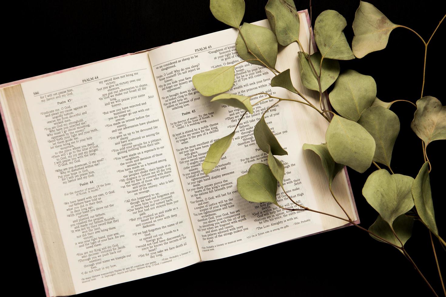 Top view of an open Bible with a sprig of leaves on a dark background photo