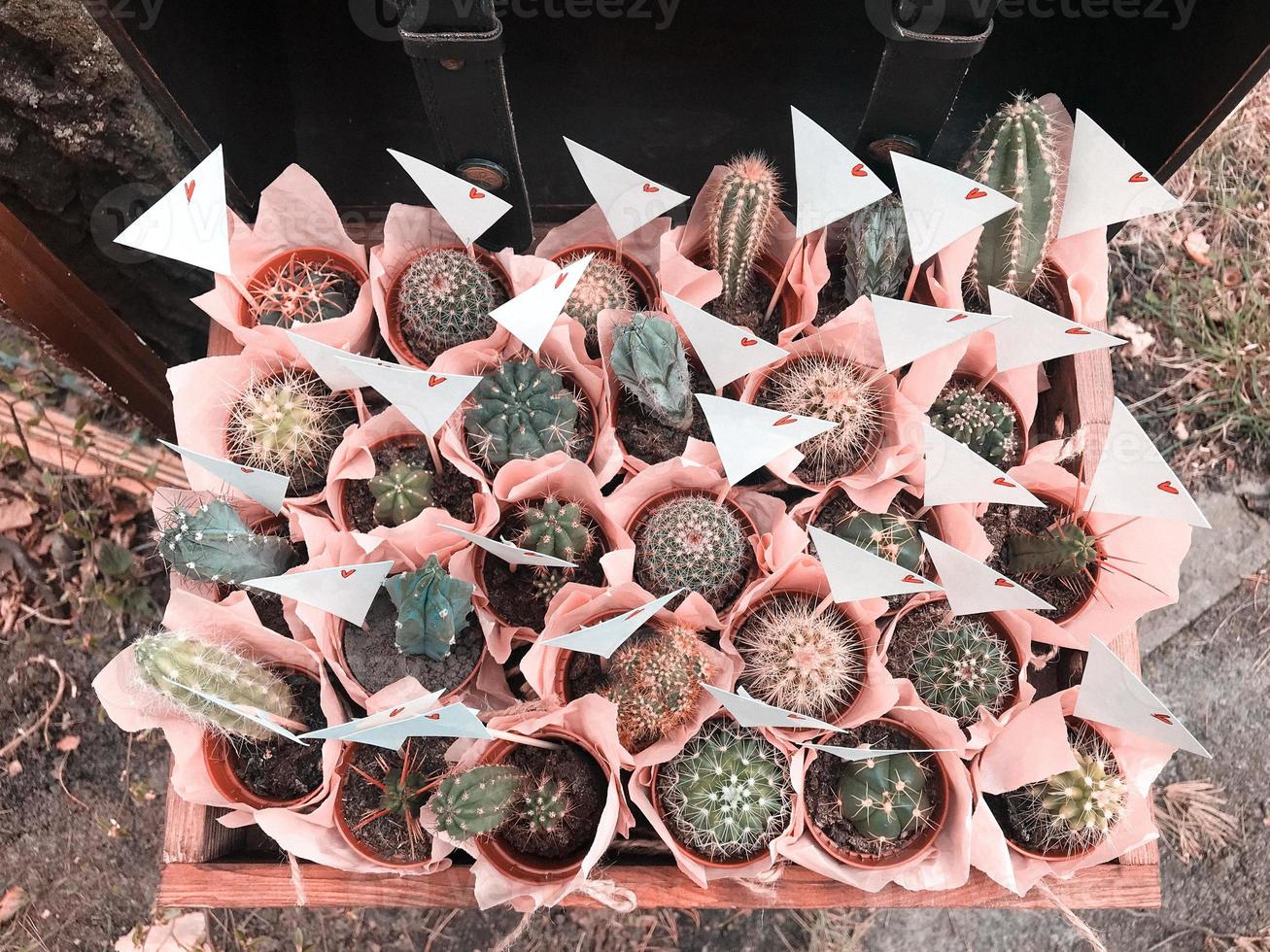 muchos cactus pequeños diferentes en hermosos envoltorios rosas en una caja de madera foto