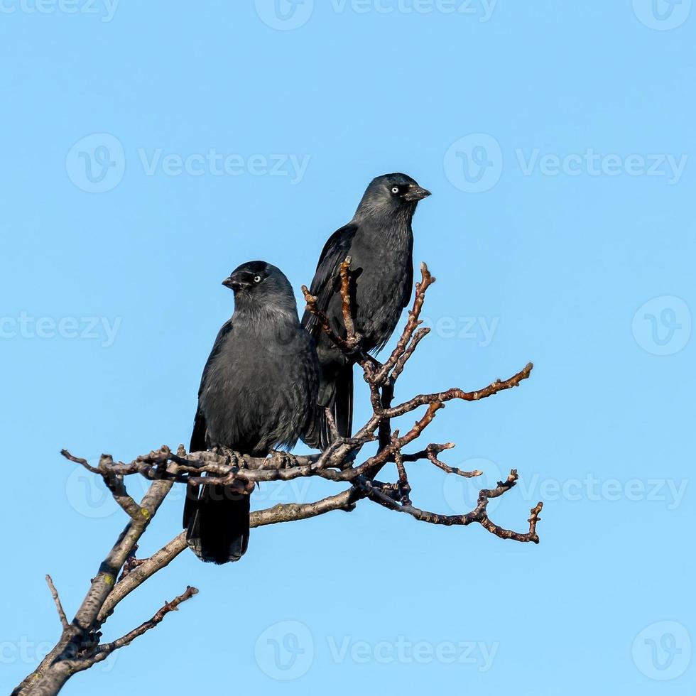 Two jackdaws sit on a branch against a blue sky photo