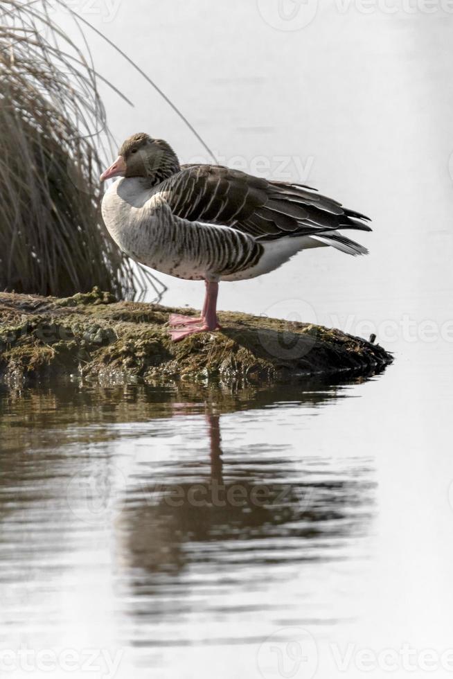 greylag sits on a small island in front of blurred reed background photo