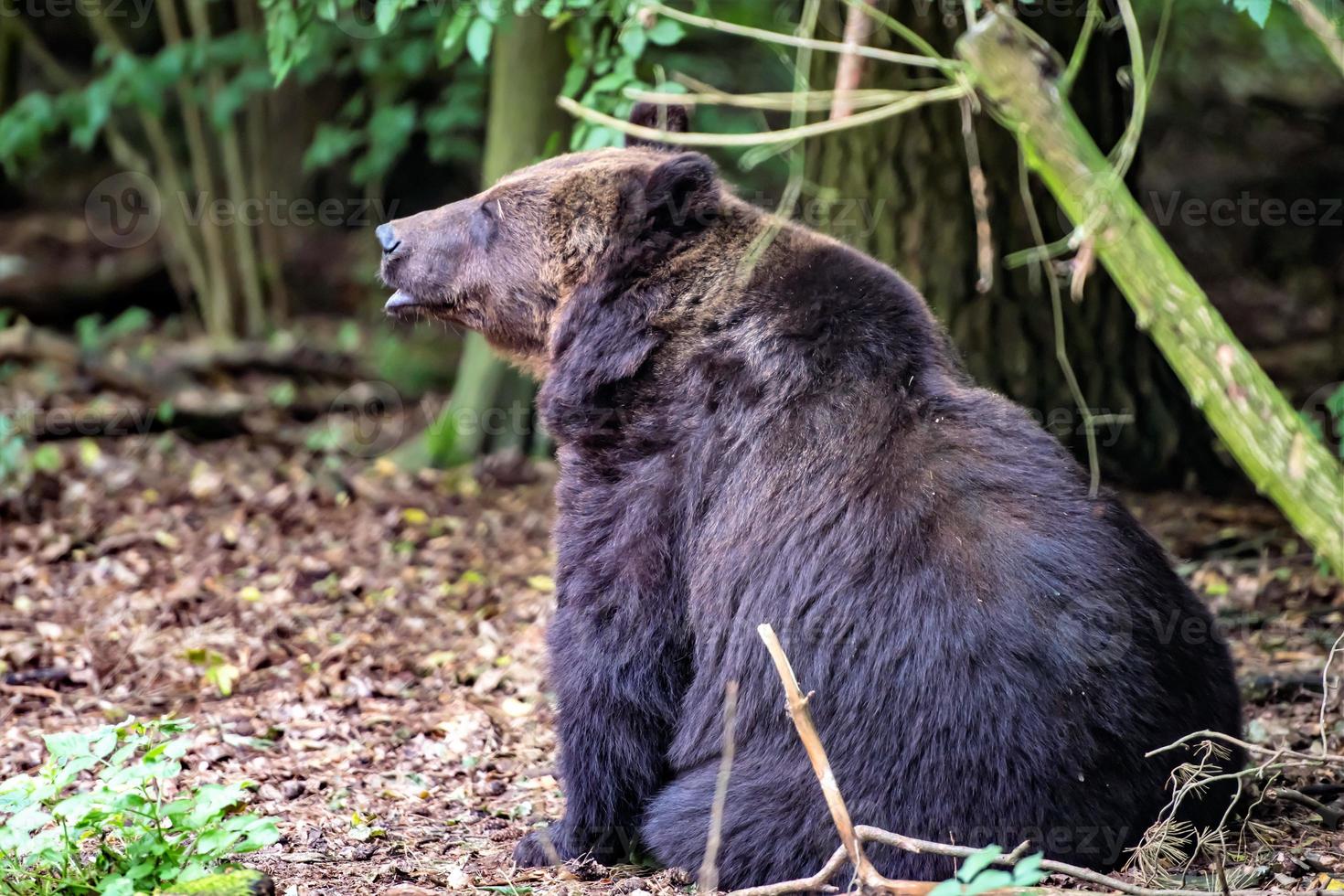 A black bear sits on the ground in front of a forest photo