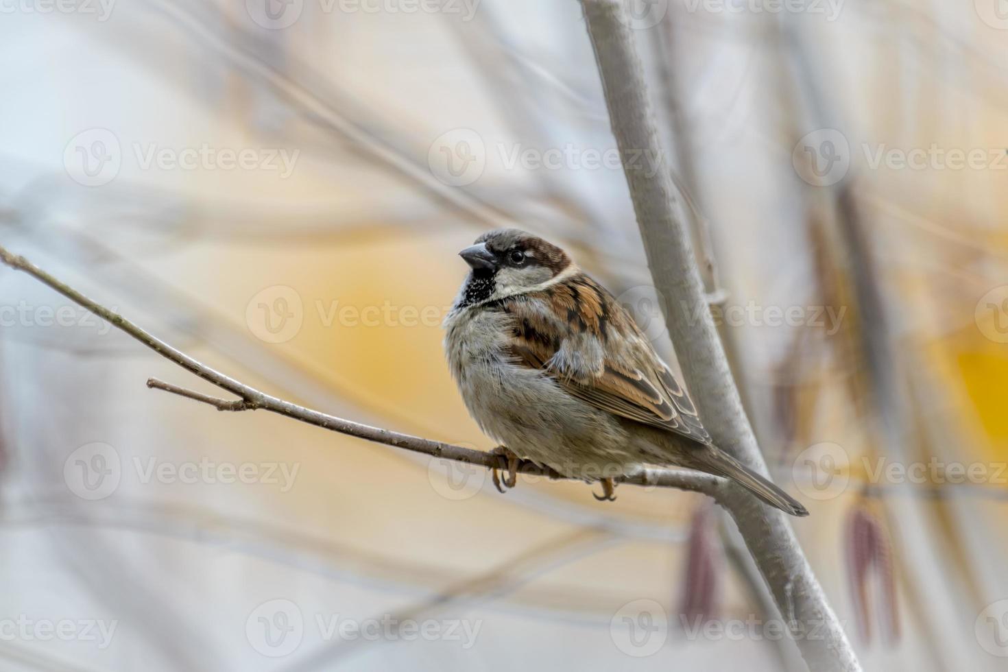 Male sparrow sits in a dense wintry shrubbery photo