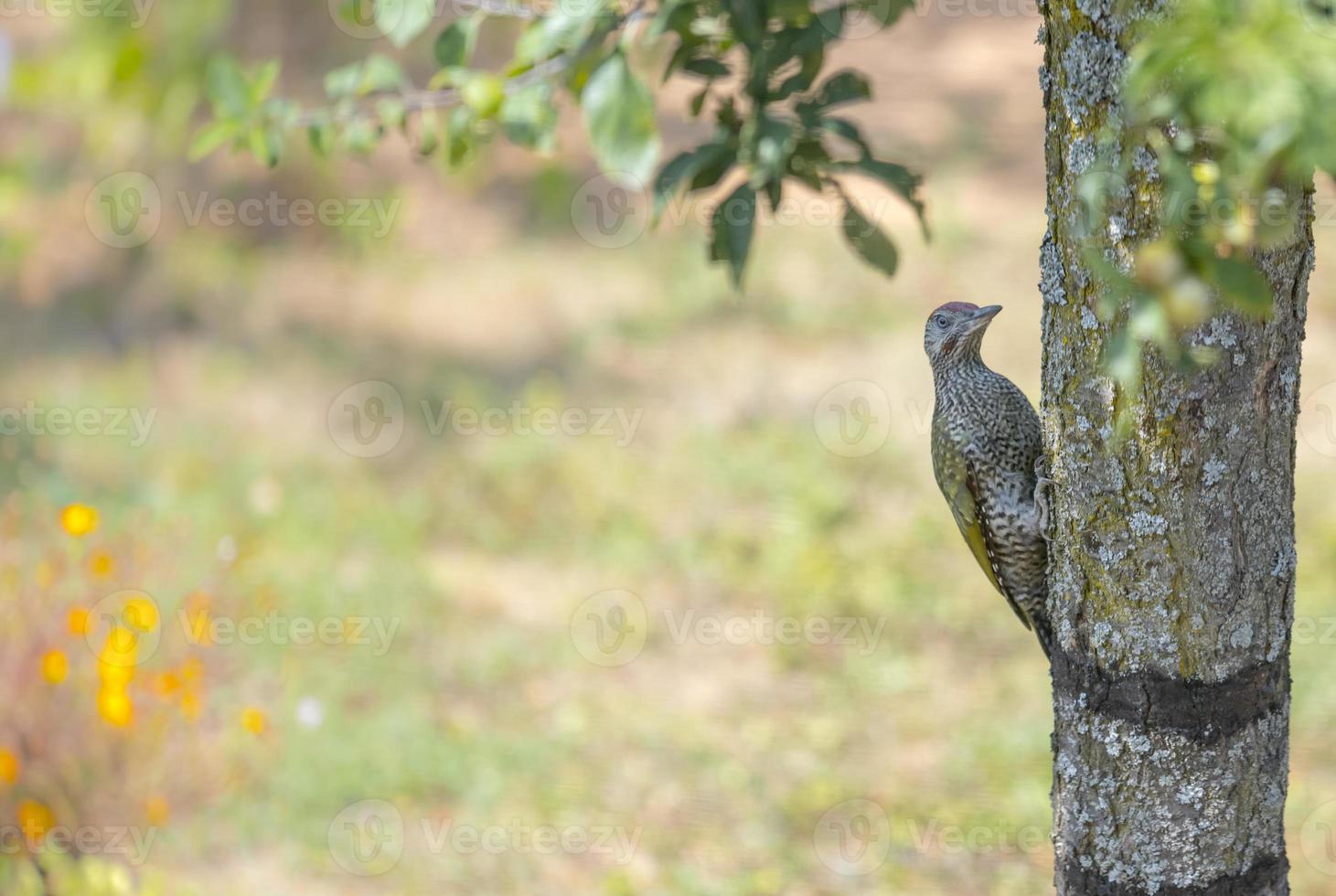 Young green woodpecker on a tree trunk against colorful background photo