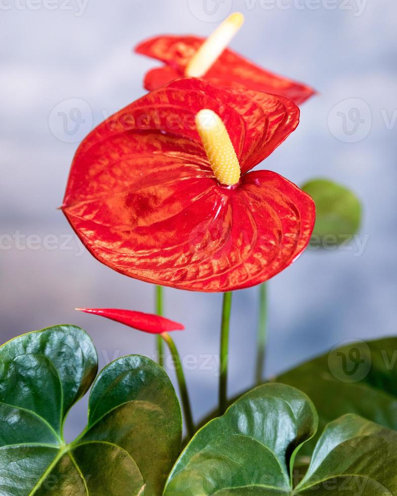 Red Anthurium Laceleaf flower close up photo