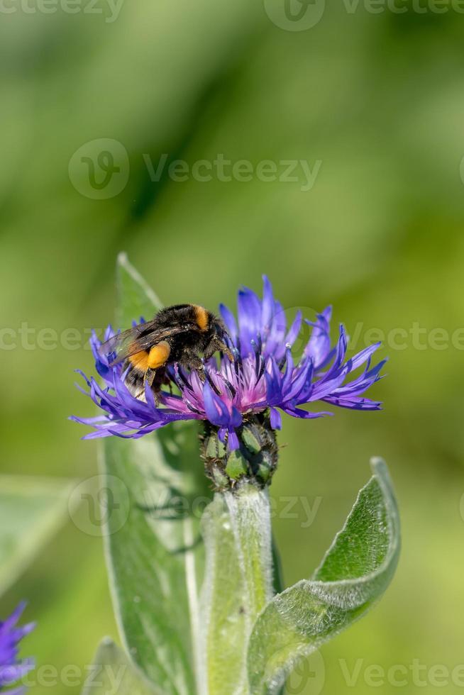 Cornflower with bumblebee in front of green blurred background photo