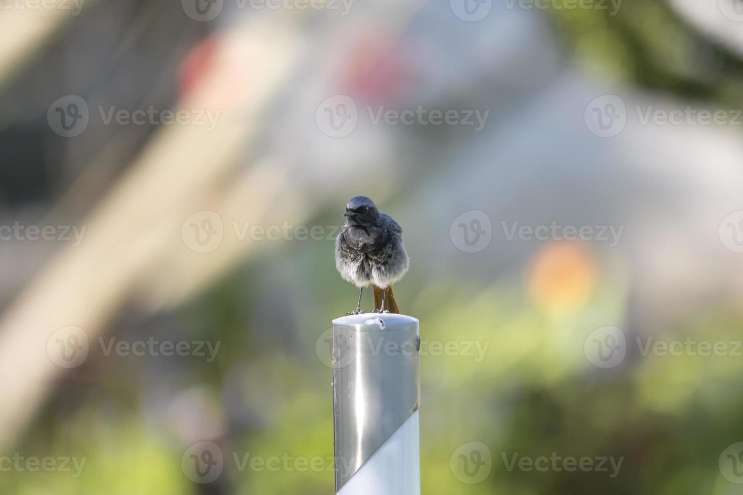 Fluffed up redstart sits on a metal post against a blurred background with copy space photo