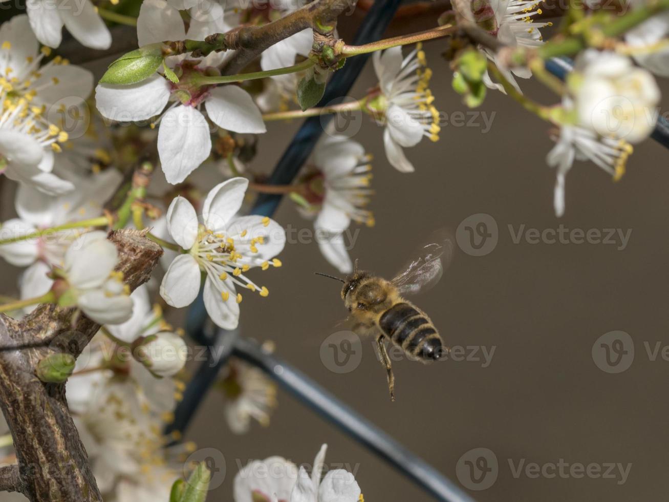 la abeja en la primavera está volando a una flor de mirabel foto