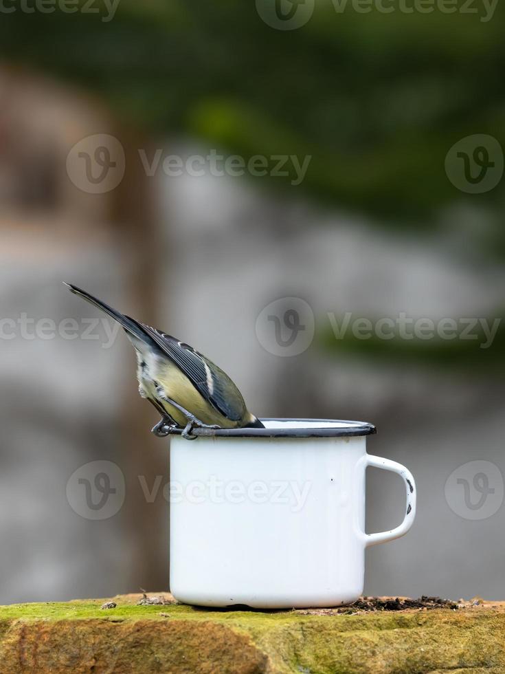 Great tit sits on the edge of a tin cup and sticks its head down photo