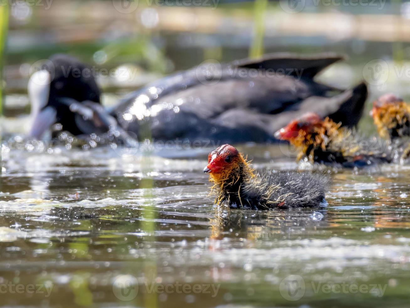 Coot chick is swimming against blurred background on a lake photo