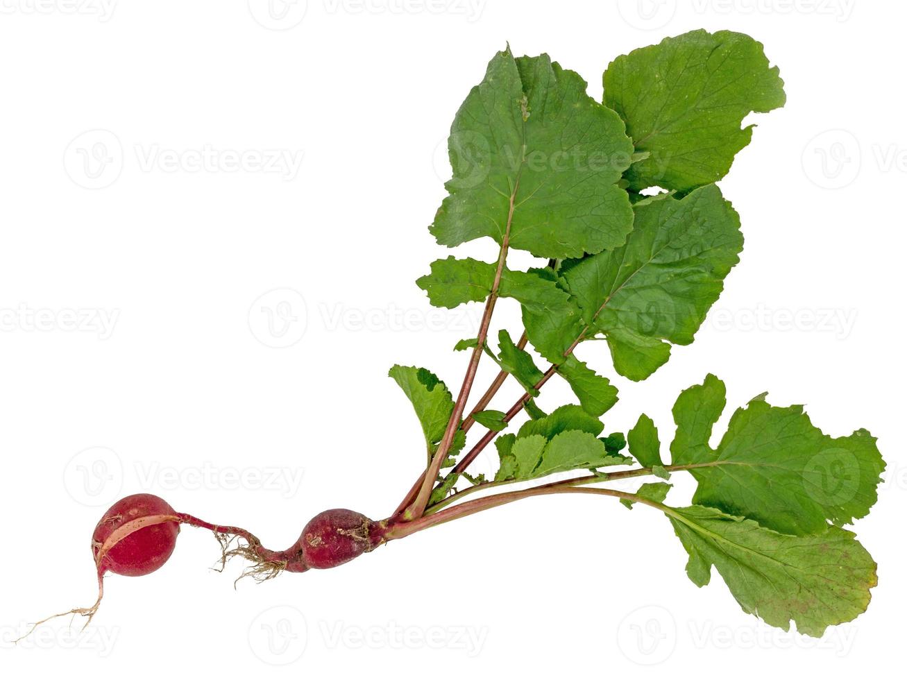 Radish with double tuber roots and green leaves isolated on white photo