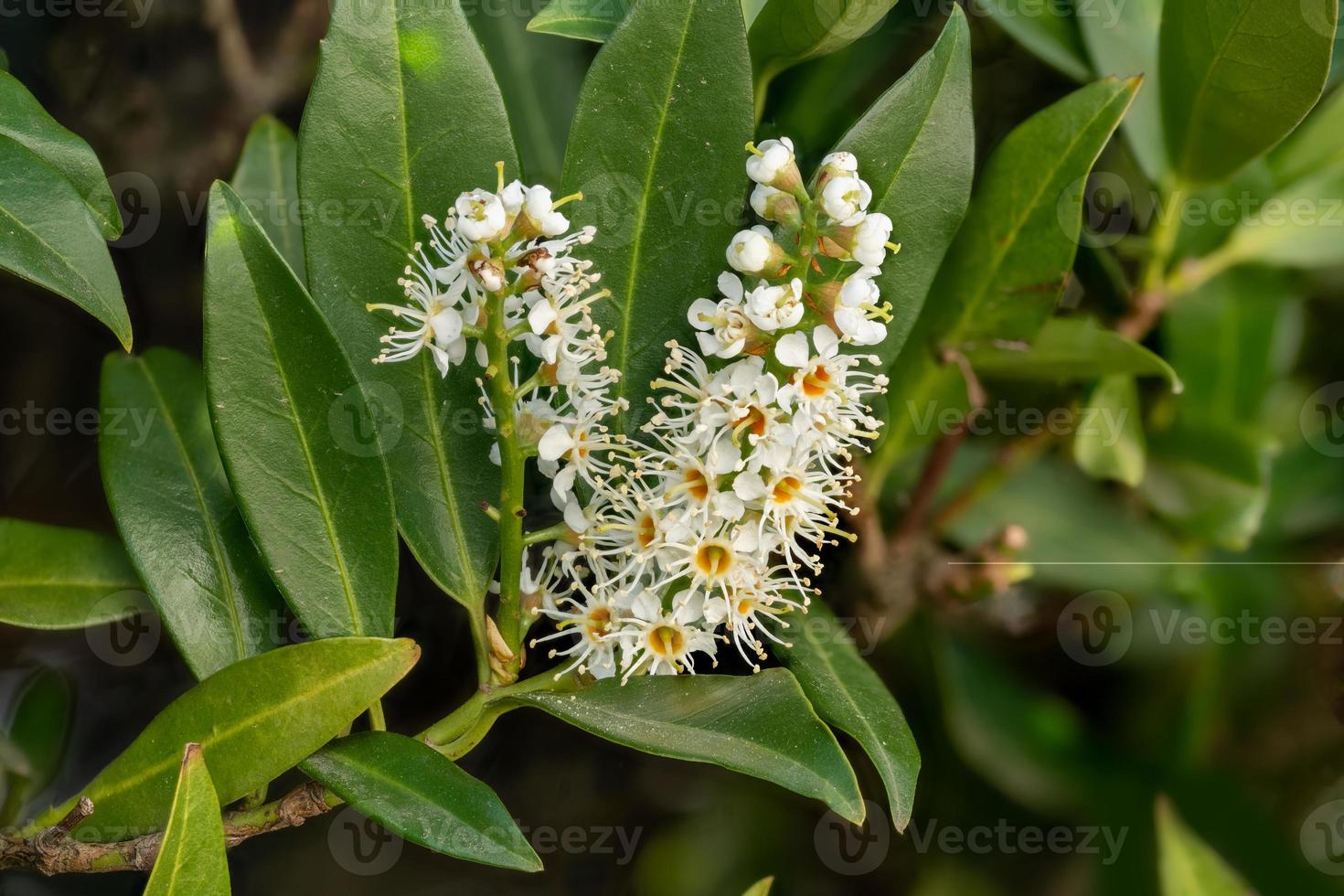 Foto macro de una flor de laurel laurocerasus cerezo