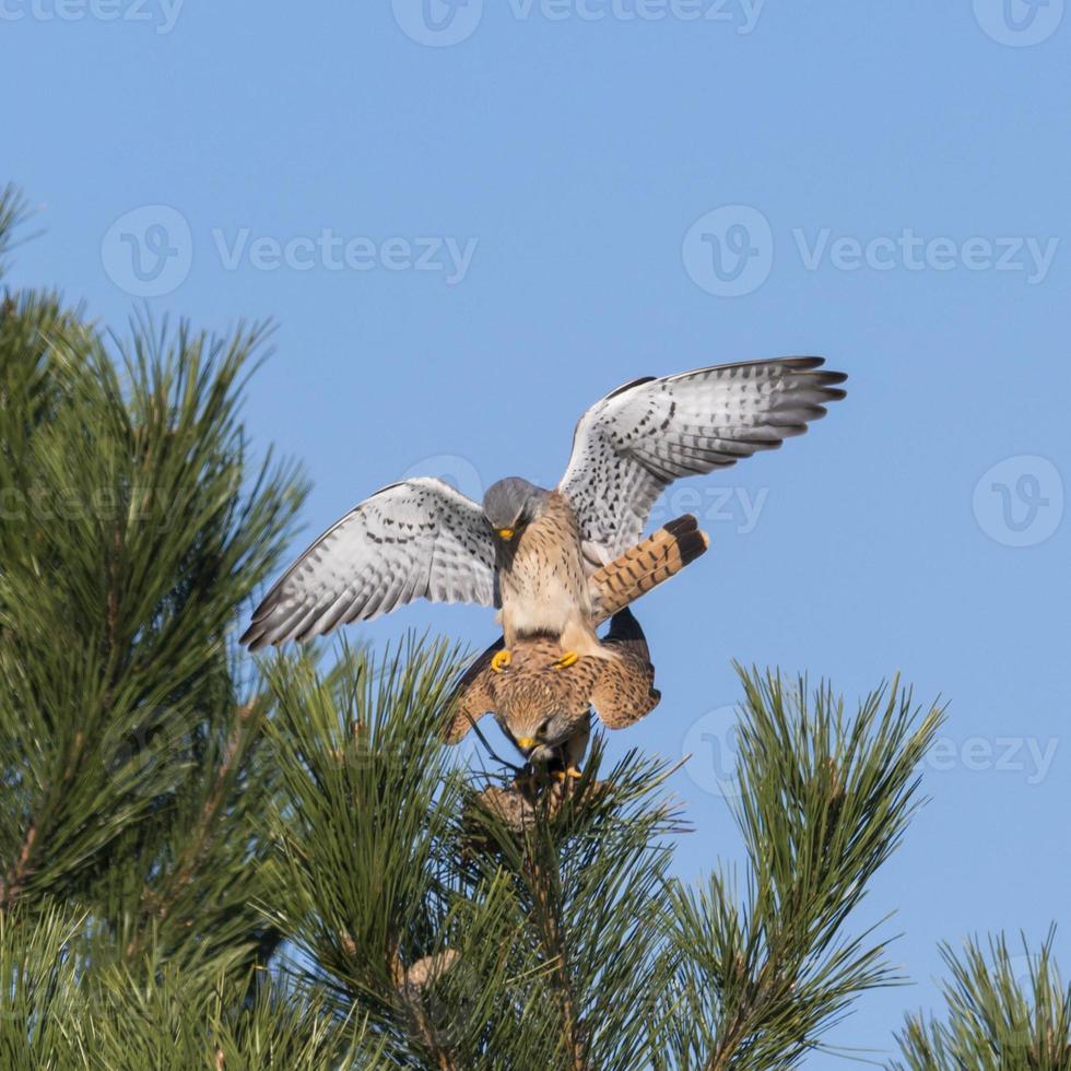 Kestrel couple on a pine while mating photo