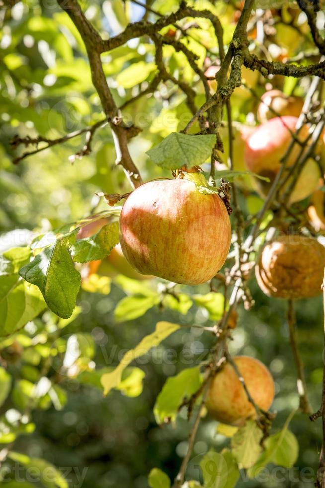 Manzana madura cuelga de un árbol iluminado por el sol con fondo borroso foto