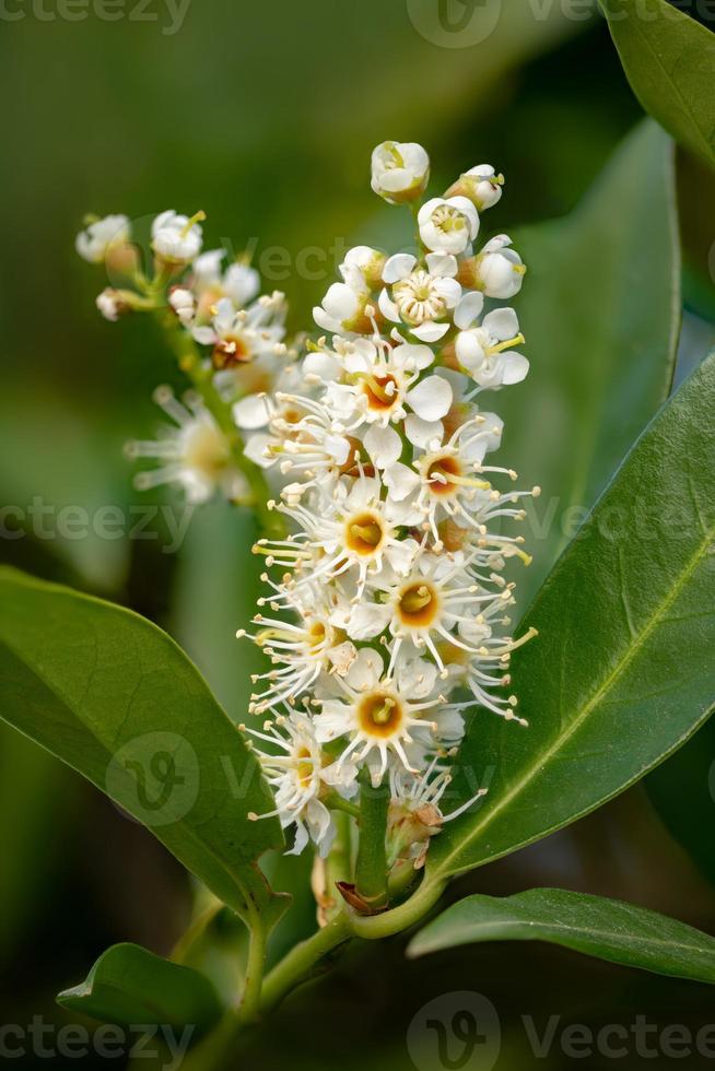 Foto macro de una flor de laurel laurocerasus cerezo