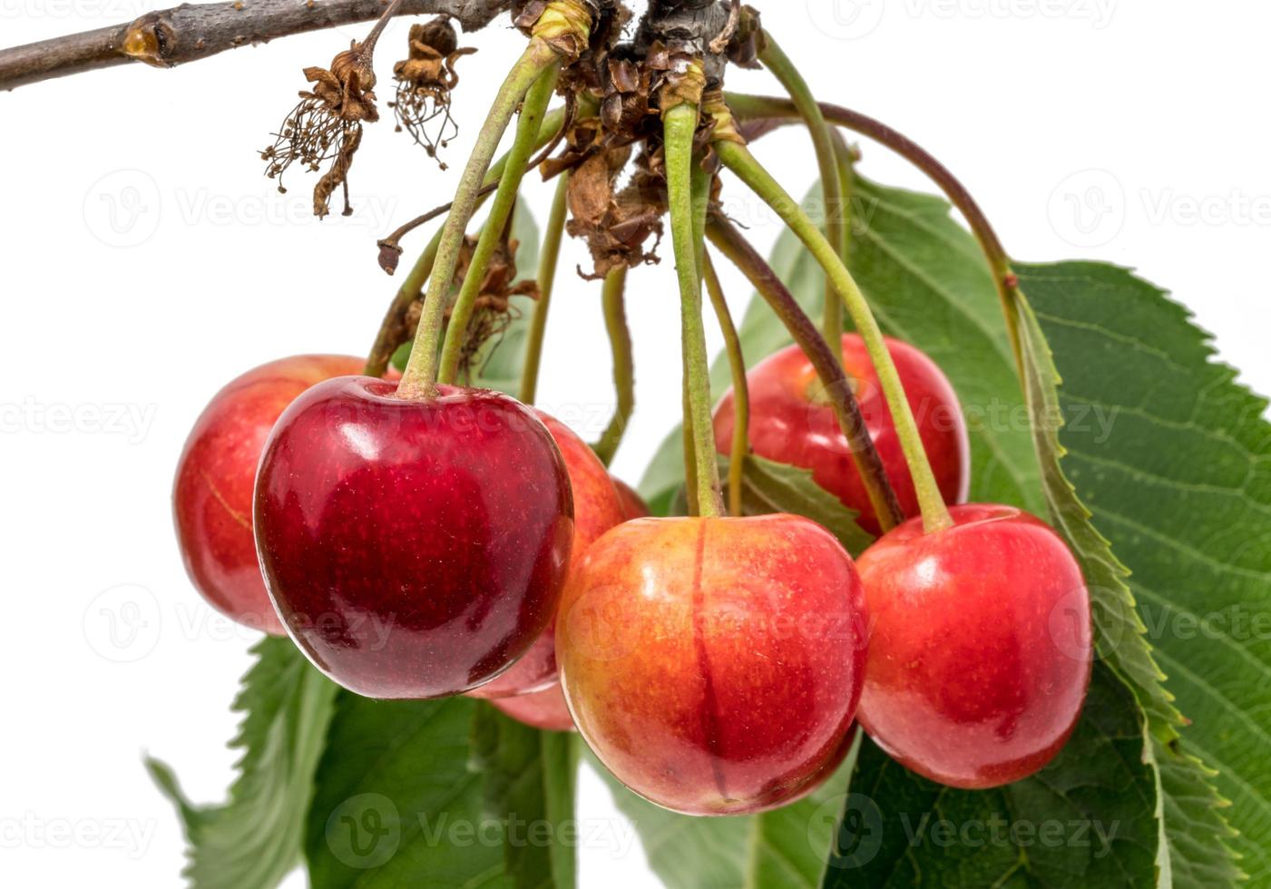 Cherry hang on a branch with leaves isolated on white photo