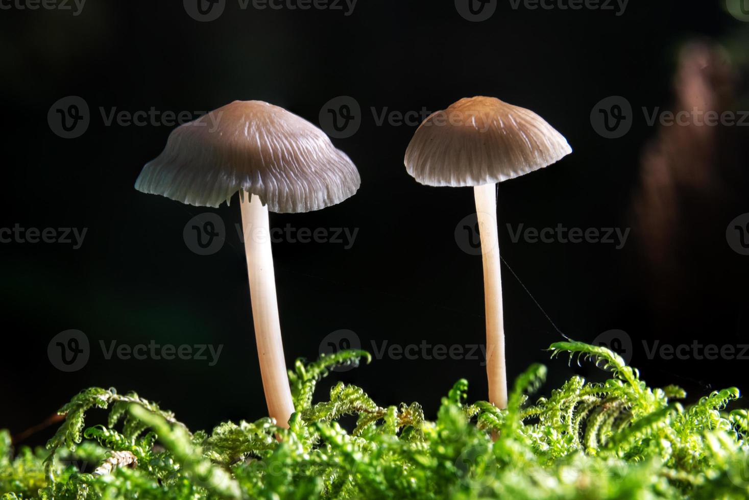 Foto de dos brillantes setas Helmling mycena creciendo en el musgo