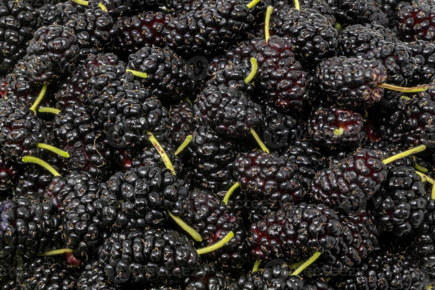 Black mulberries with green stems as background photo