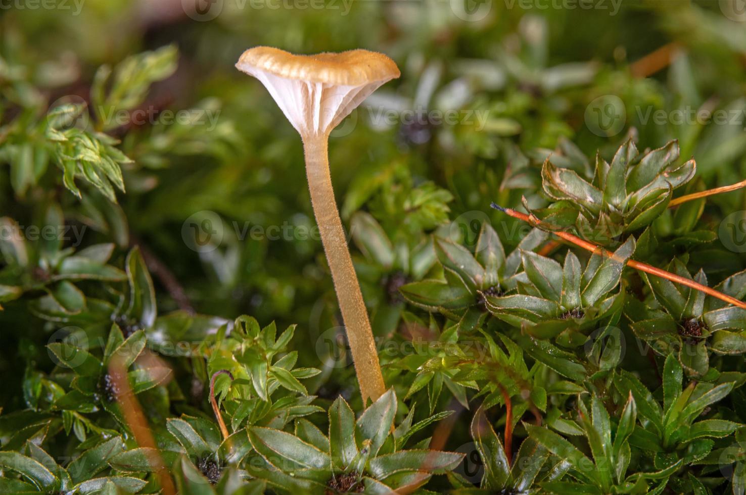 Macro shot of a small light colored mushroom with a funnel shaped cap in moss photo