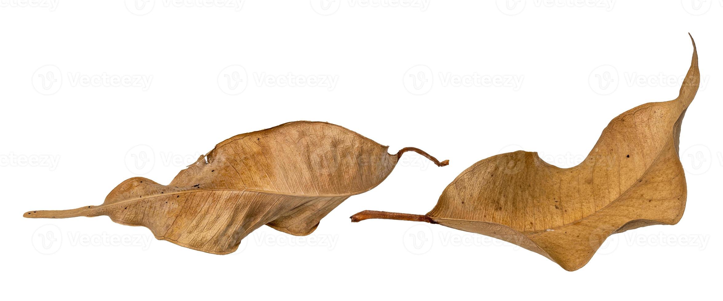 Macro shot of two brown dried up leaves photo