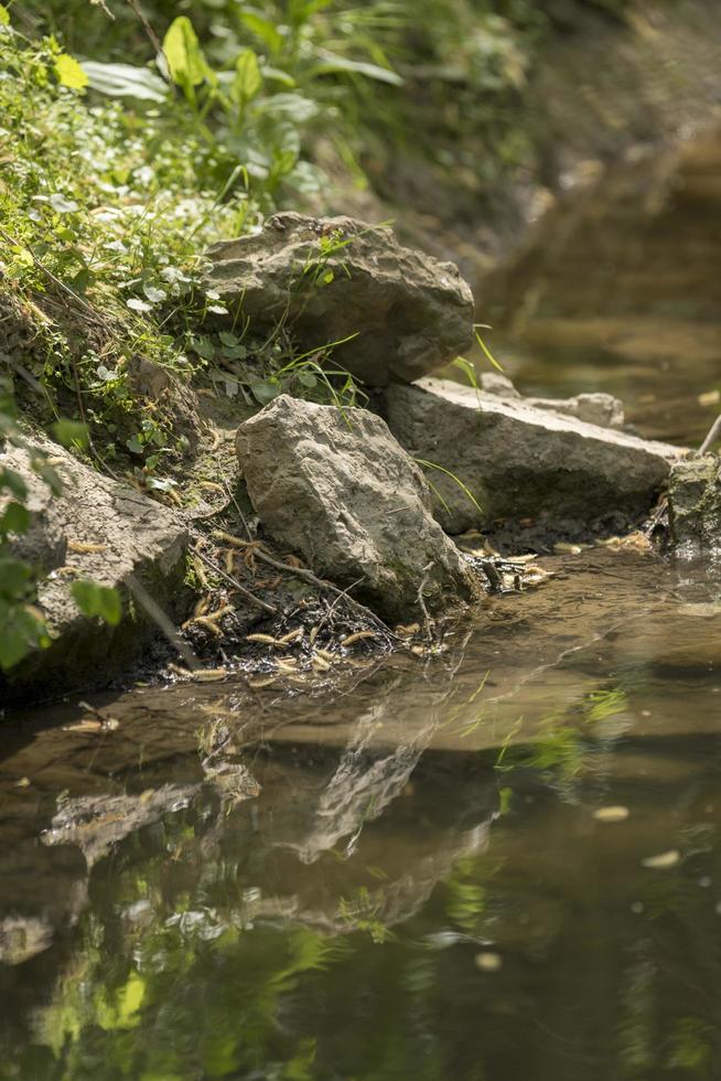 Stones lie on the bank of a stream and are reflected in the water photo