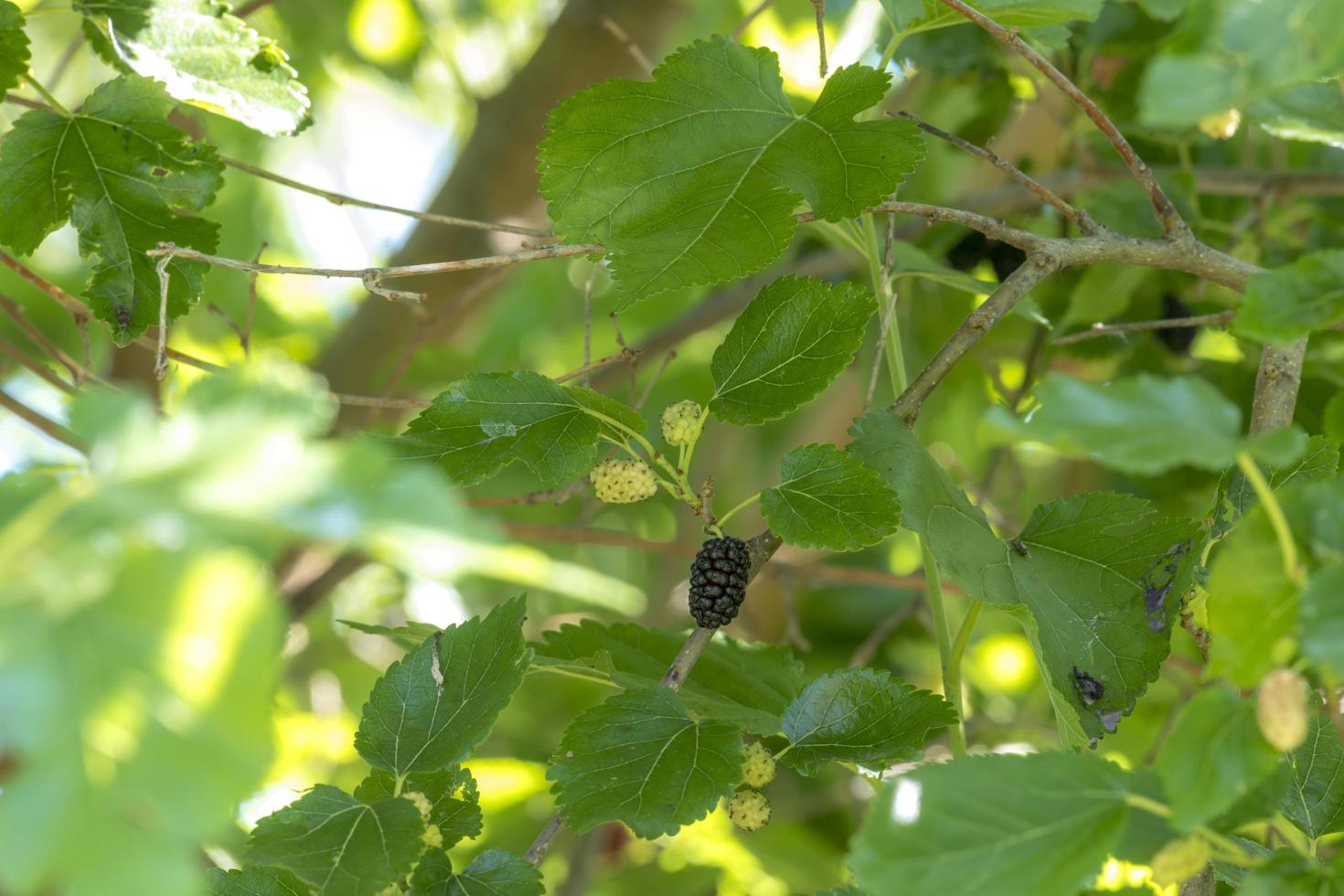 Mulberries in different maturity levels hang on the branches photo