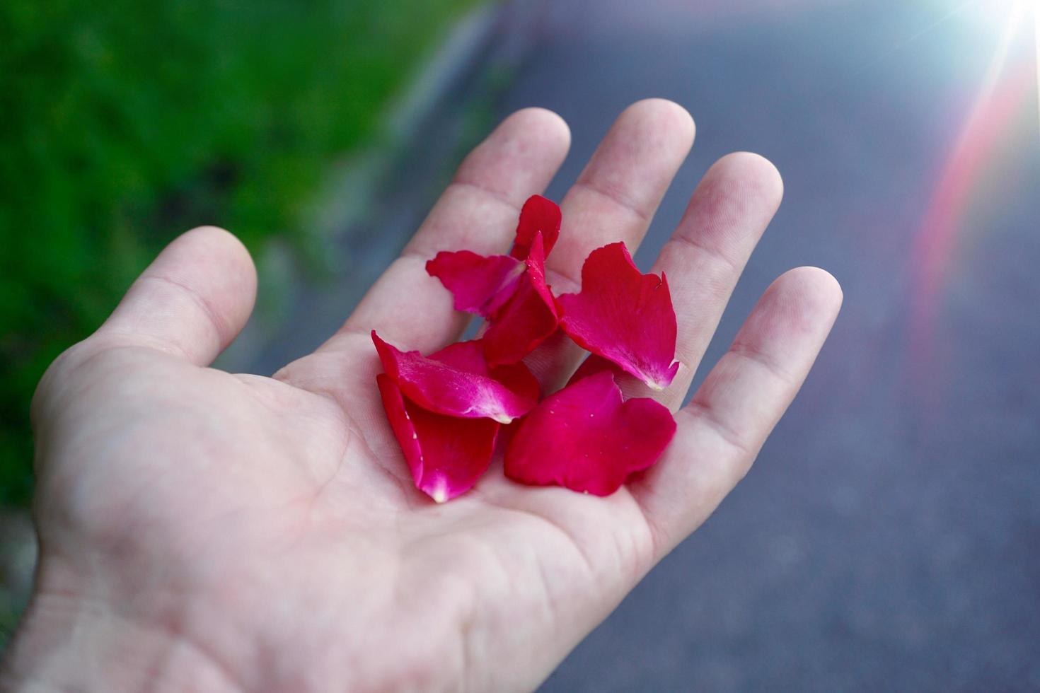 hand holding a beautiful flower in spring season photo