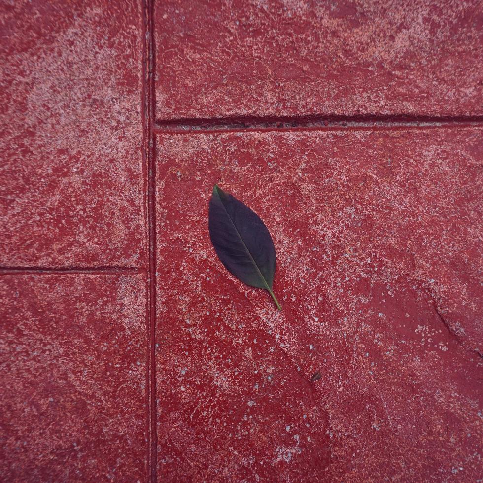 green tree leaf on the red ground in spring season photo