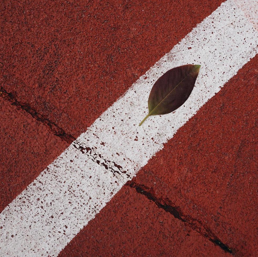 green tree leaf on the red ground in spring season photo