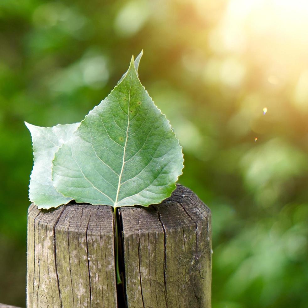 green leaf on the trunk in springtime photo