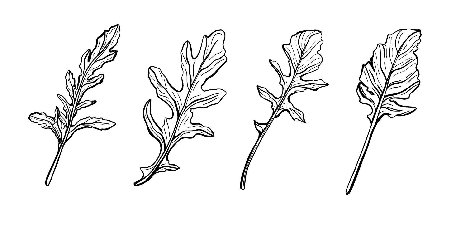 Arugula leaves. Italian spice and seasoning. Vector illustration