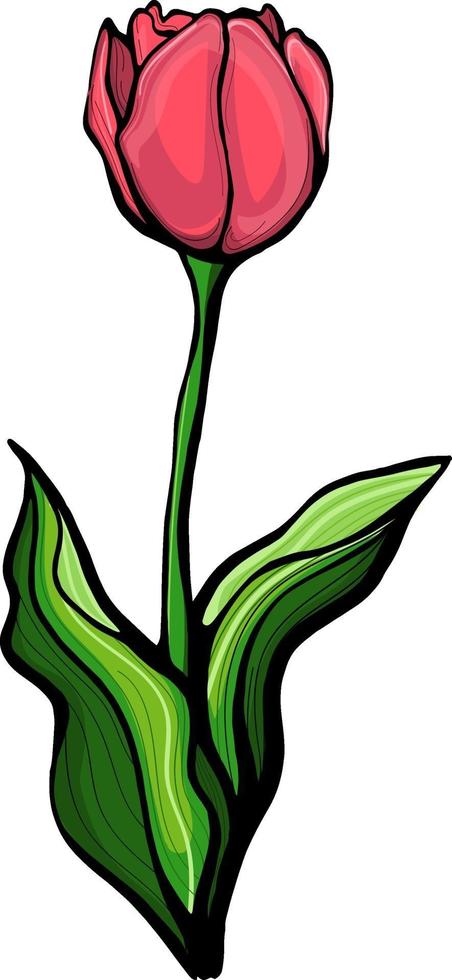 Sketch illustration with green hand drawn tulip stem.Tulip on a stem with leaves, isolated on a white background vector illustration. Botanical, floral design for postcards, textiles, printing