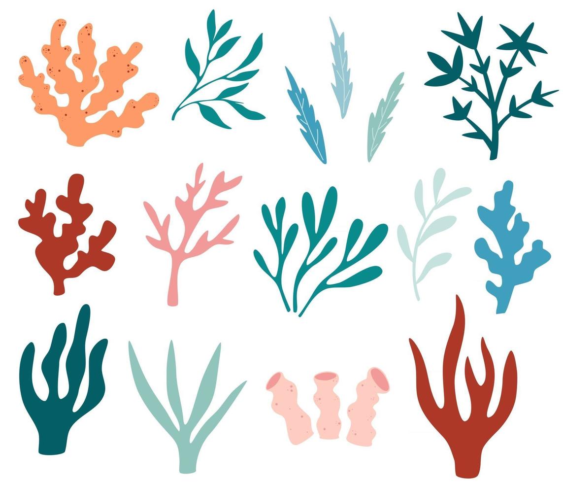 Seaweeds set Collection vector